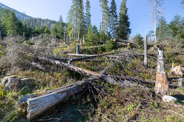 Dead forest, fallen trees after hurricane