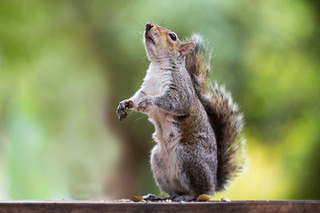 Grey Squirrel (Sciurus carolinensis) found in the Company's Gardens, Cape Town