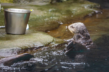 Sea otter feeding in zoo