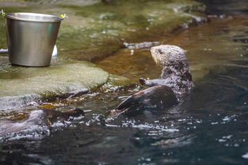 Sea otter feeding in zoo