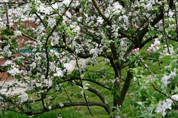 Beautiful flowering apple orchard, spring day