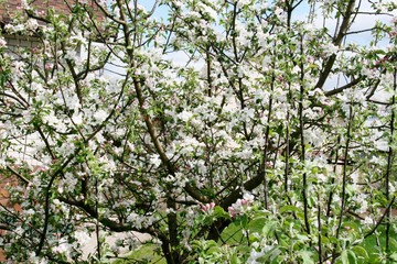 Beautiful flowering apple orchard, spring day