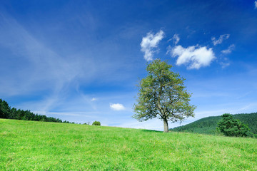 Spring view, lonely tree among green fields