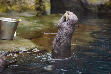 Sea otter feeding in zoo