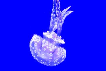 Spotted Jelly in blue water