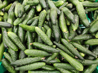 Sale of green medium-fruited cucumbers in large quantities in the store. Vegetable background.