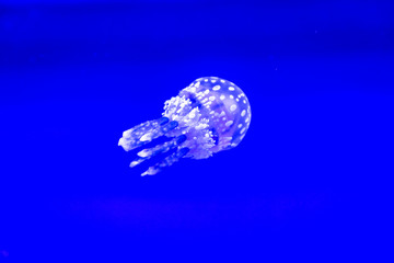 Spotted Jelly in blue water