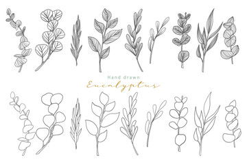 Naklejka premium ręcznie rysowane liście eukaliptusa