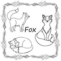 Set of foxes design elements. Сoncept nature wildlife. Hand drawn vector illustration in doodle style outline drawing isolated on white background
