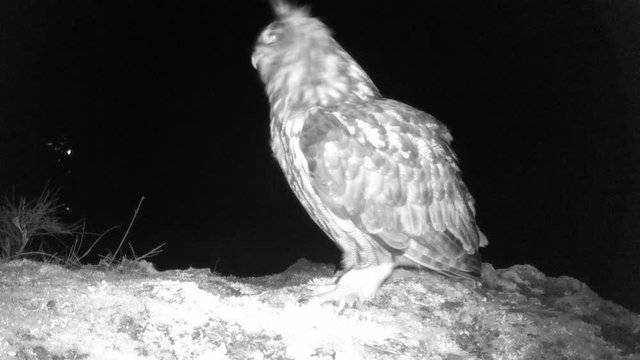 Uhu (Bubo bubo) Balzrufe &uuml;ber dem Moseltal