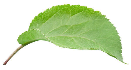 Obraz premium Apple leaves isolated on white background. One Leaf Apple Clipping Path.