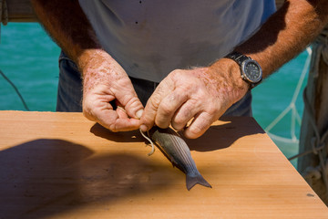 closeup of the hands of a fisherman preparing a bait made with a small fish. Apulia, Italy