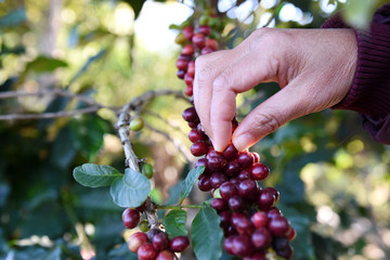 Hand picking coffee berries on branch in plantation.