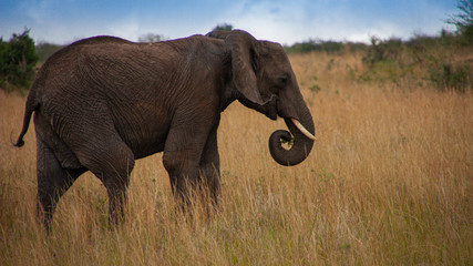 Fototapeta na wymiar Young feeding elephant in the middle of savanna