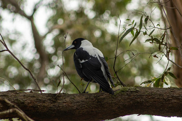 Australians nature Bird. 