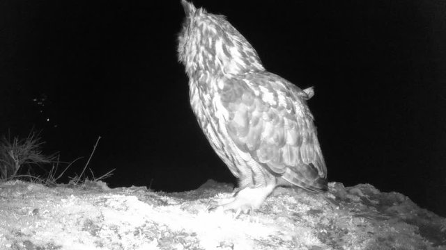 Uhu (Bubo bubo) Balzrufe &uuml;ber dem Moseltal
