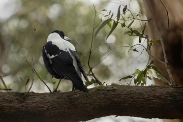 Black and white bird