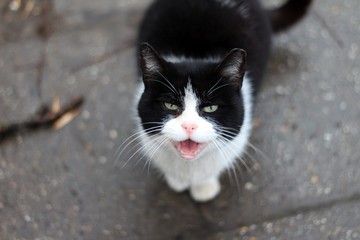 Black & White Cat with Open Mouth 01