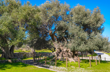 Monumental olive tree in Kavusi.It is a natural monument which is considered to be the oldest olive...
