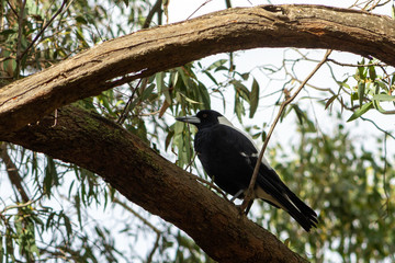 Magpie on a tree.