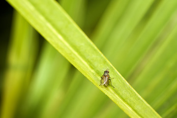 Mosca su foglia