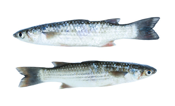 Two fish golden grey mullet  isolated on white background. (opposite way).
