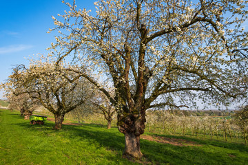 Fototapeta na wymiar Blühende alte Kirschbäume im Rheingau/Deutschland
