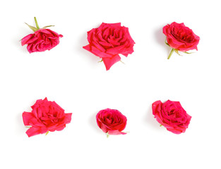 A set of flower of roses. Isolated on white.