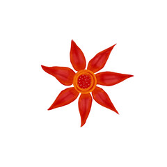 rote blühende Blüte einer Blume, Feuerblume mit Platz für Text. Isoliert, freigestellt auf weißem Hintergrund.