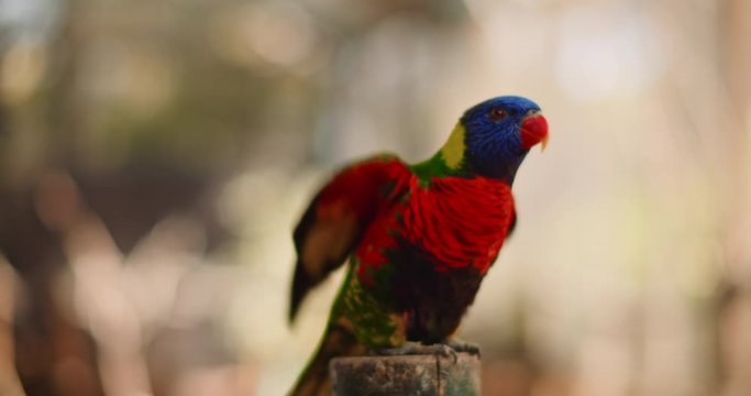 Close up of Rainbow lorikeet parrot flying away. Its habitat is rainforest, coastal bush and woodland areas of Australia. BMPCC 4K