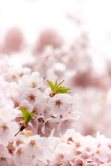 Cherry blossoms in Portland, Oregon