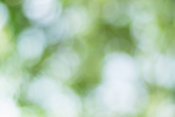 Natural outdoors bokeh background in green and yellow tones, Blurred green tree leaf background with bokeh