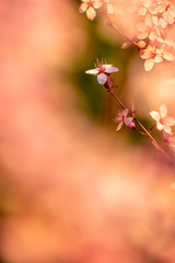 Cherry blossoms in Portland, Oregon
