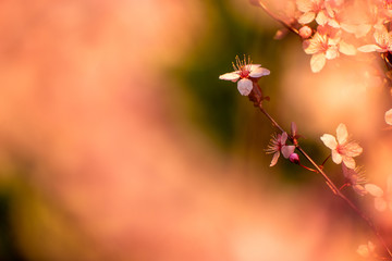 Cherry blossoms in Portland, Oregon