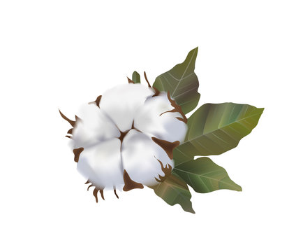 Beautiful cotton flower realistic on white background, softness, cotton wool, environmentally friendly raw materials