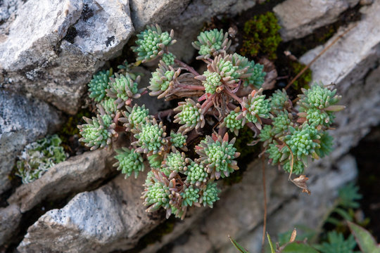 a saxifrage. Fat plant grown on stone