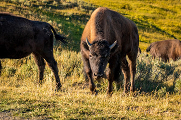 Wild Bison at Yellowstone