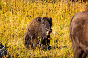 Wild Bison calf at Yellowstone
