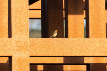 A robin red breast sitting on a rusty metal structure in the sunlight