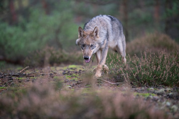 Lone wolf running in autumn forest Czech Republic