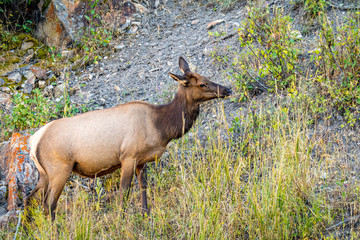 Wild Elk in Yellowstone