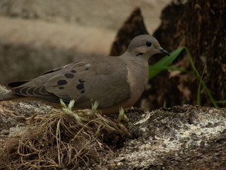 taking the day to photograph doves
