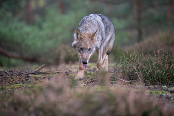 Obraz na płótnie Canvas Lone wolf running in autumn forest Czech Republic