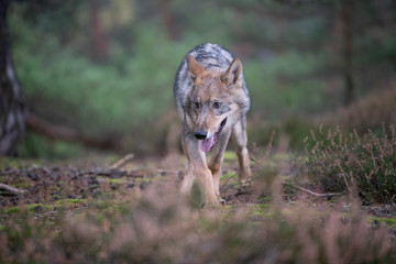 Lone wolf running in autumn forest Czech Republic