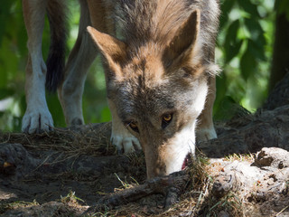junger Wolf 