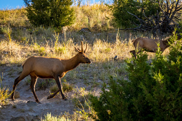 Wild Elk in Yellowstone