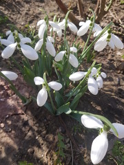 Fototapeta premium подснежники