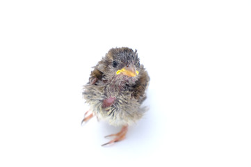 Close up view of nice little bird on white background