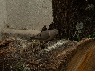 taking the day to photograph doves
