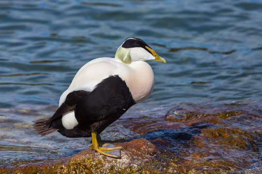 male eider duck (somateria mollissima) standing on stone in water
